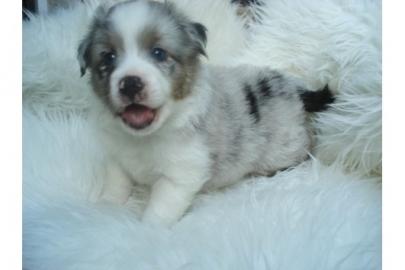 Australian Shepherd Welpen