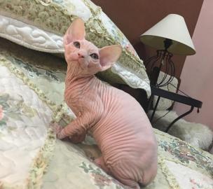 Baby kitten mit papieren