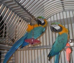 Goldene Macawpapageien