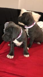 Blueline American Staffordshire Terrier