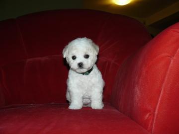 Bichon Fris� mit Papiere � R�den