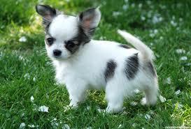 Reinigen Chihuahua Welpen zur Annahme. 
