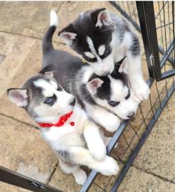 Siberian Husky Welpen
