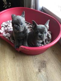 reinrassige franz�sische Bulldogge