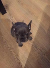 reinrassige franz�sische Bulldogge