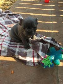 reinrassige franz�sische Bulldogge