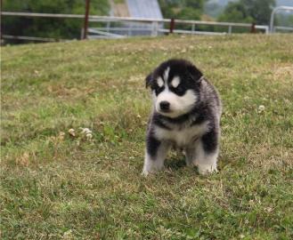 Alaskan Malamute Welpen. 