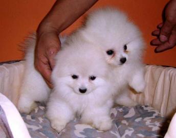 Pomeranian  Welpen zu verkaufen mit Pap. 