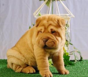Shar Pei Welpen