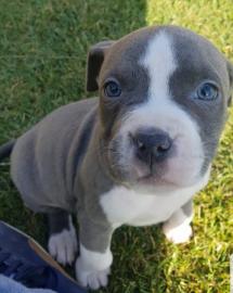 American Staffordshire terrier welpen bl