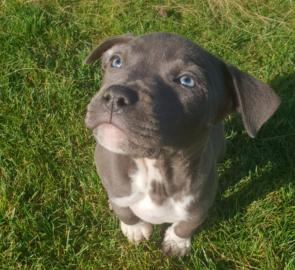 American Staffordshire terrier welpen bl