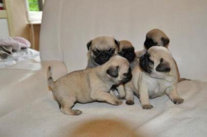 Wundersch�ne Mops welpen