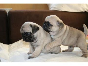 Wundersch�ne Mops welpen
