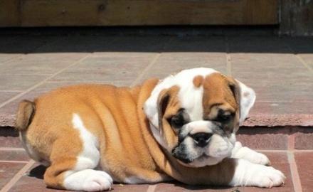 Wundersch�ne Englische Bulldoggen