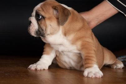 Wundersch�ne Englische Bulldoggen