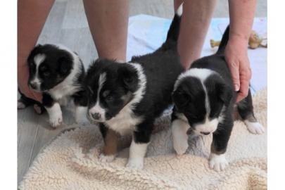 Australian Shepherd Welpen zu verkaufen
