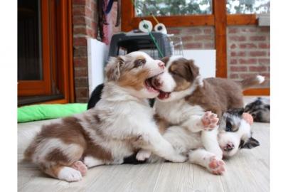 Australian Shepherd Welpen zu verkaufen