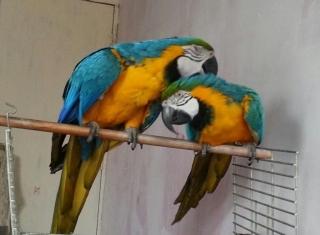 Blau und Goldaras