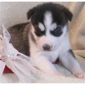 Siberian Husky-babys H�ndinnen