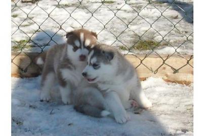 Siberian Husky-babys H�ndinnen