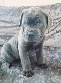 s??e Cane Corso Welpen