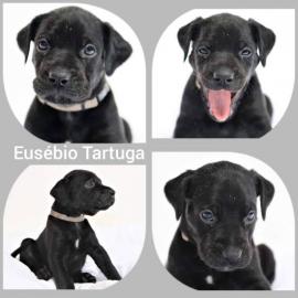 Louisiana Catahoula Leopard Dog