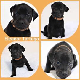 Louisiana Catahoula Leopard Dog