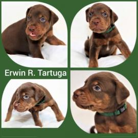 Louisiana Catahoula Leopard Dog