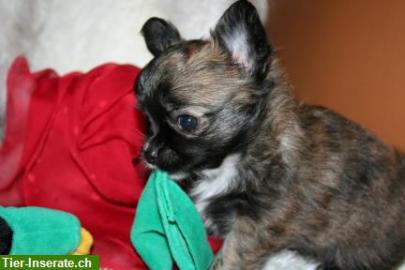 Weihnachten Chihuahua Welpen zu verkaufe