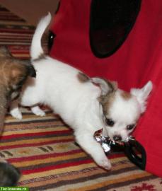 Weihnachten Chihuahua Welpen zu verkaufe