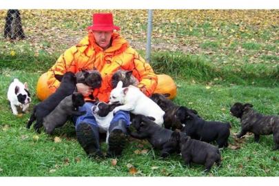 Wundersch�ne Franz�sischeBulldoggen-baby