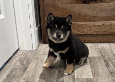 Wundersch�n Shiba Inu welpen