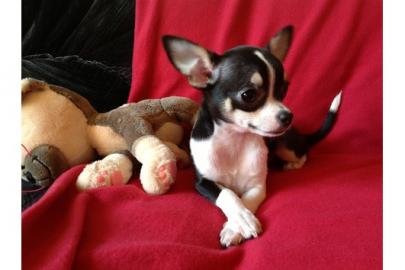 Typvolle Mini Chihuahua Welpen