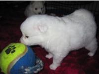 Klein Spitz Welpe