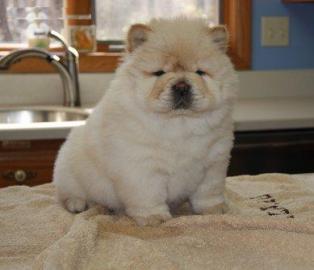 Chow-Chow-Welpen m�nnlich und weiblich z