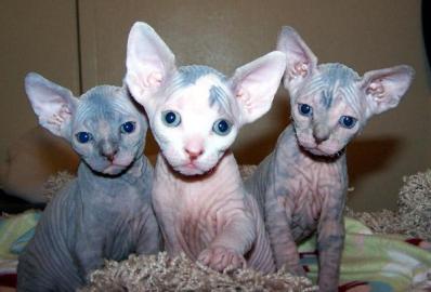 Erstaunlicher Sphynx K?tzchen s??e
