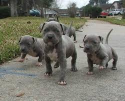 s��e reinrassige Pitbull Blue Line Welpe