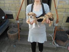 Chihuahua Welpen in seltene Farben