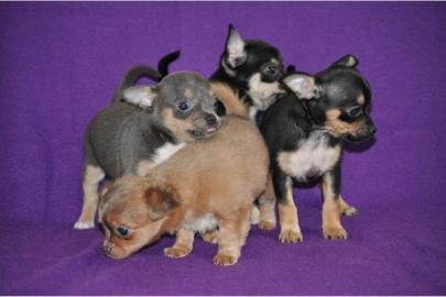 Chihuahua Welpen in seltene Farben