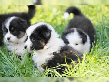 Australian Shepherd Welpen mit Papieren