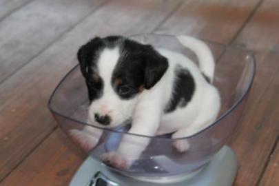 Supers��e Jack-Russell-Welpen