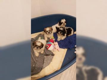 Wundersch�ne Shih-Tzu Welpen