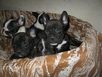 Reinrassige Franz�sische Bulldogge Baby