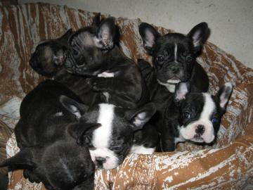 Reinrassige Franz�sische Bulldogge Baby