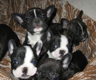 Reinrassige Franz�sische Bulldogge Baby