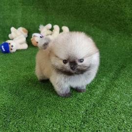 Teacup Pomeranian Spitz Welpen
