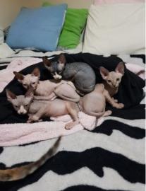 Kanadische Sphynx-K�tzchen zur Adoption