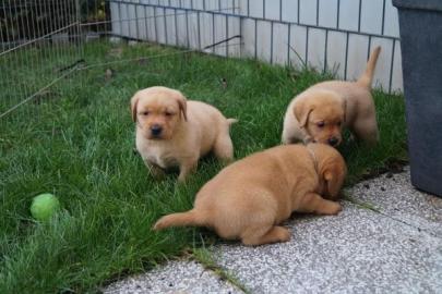 Labradorwelpen zu verkaufen