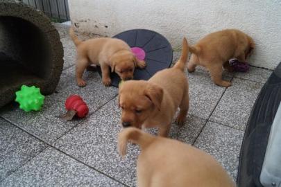 Labradorwelpen zu verkaufen