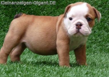 wundersch�ne typvolle engl.  Bulldoggen-W